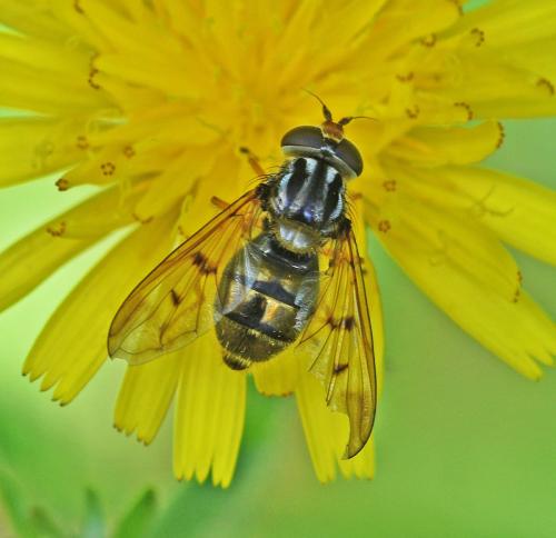 Réf. 353 030 : Ferdinandea cuprea